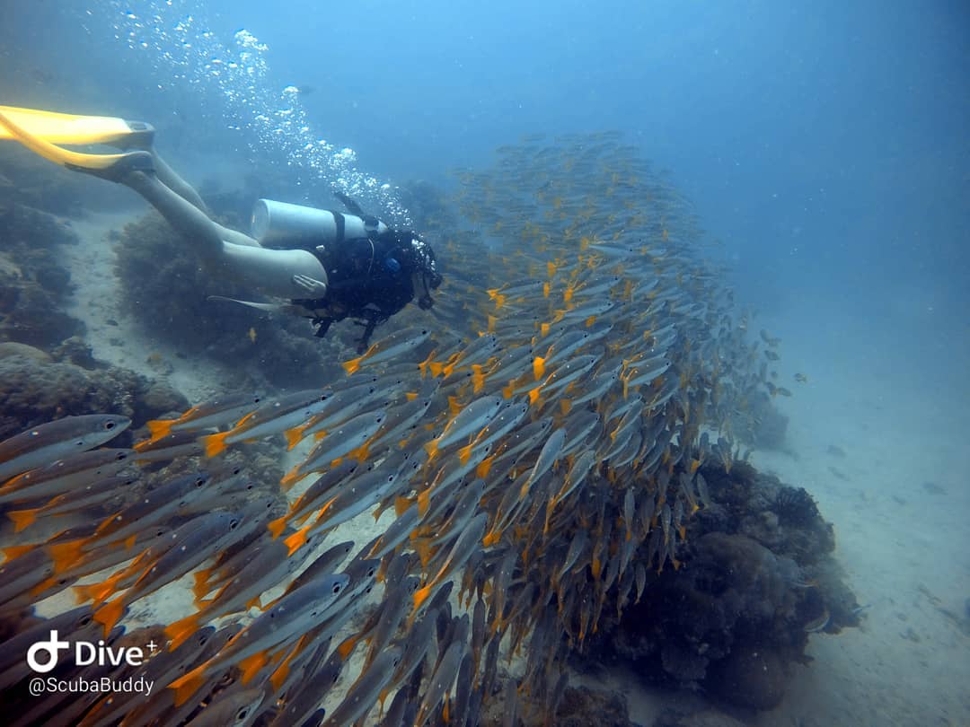 scuba buddy
