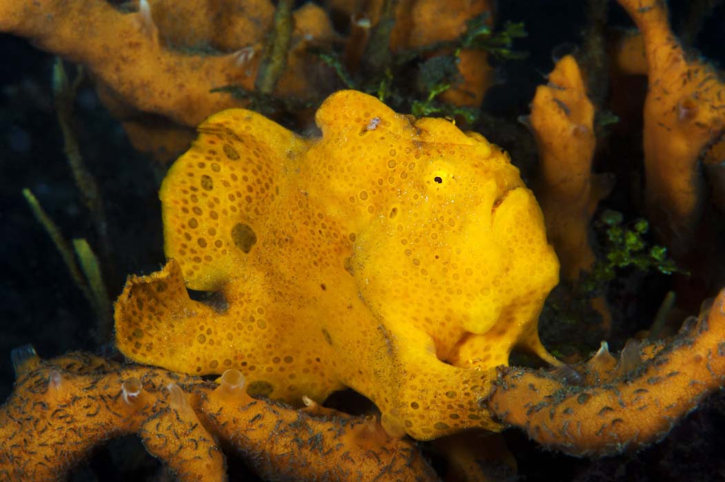 scuba buddy